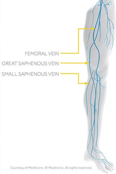 great saphenous vein drains into
