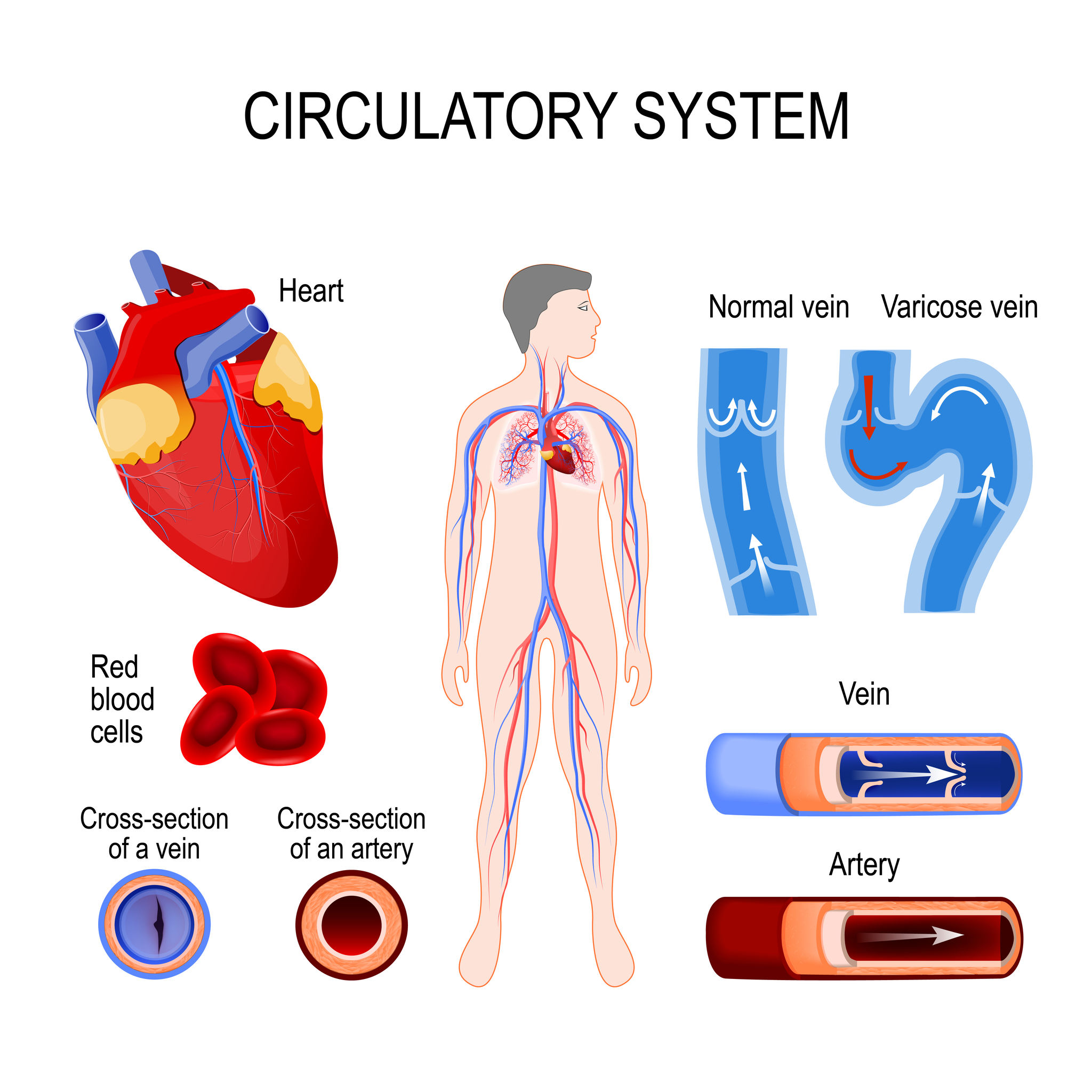 circulatory system: heart, cross-section artery and vein, normal